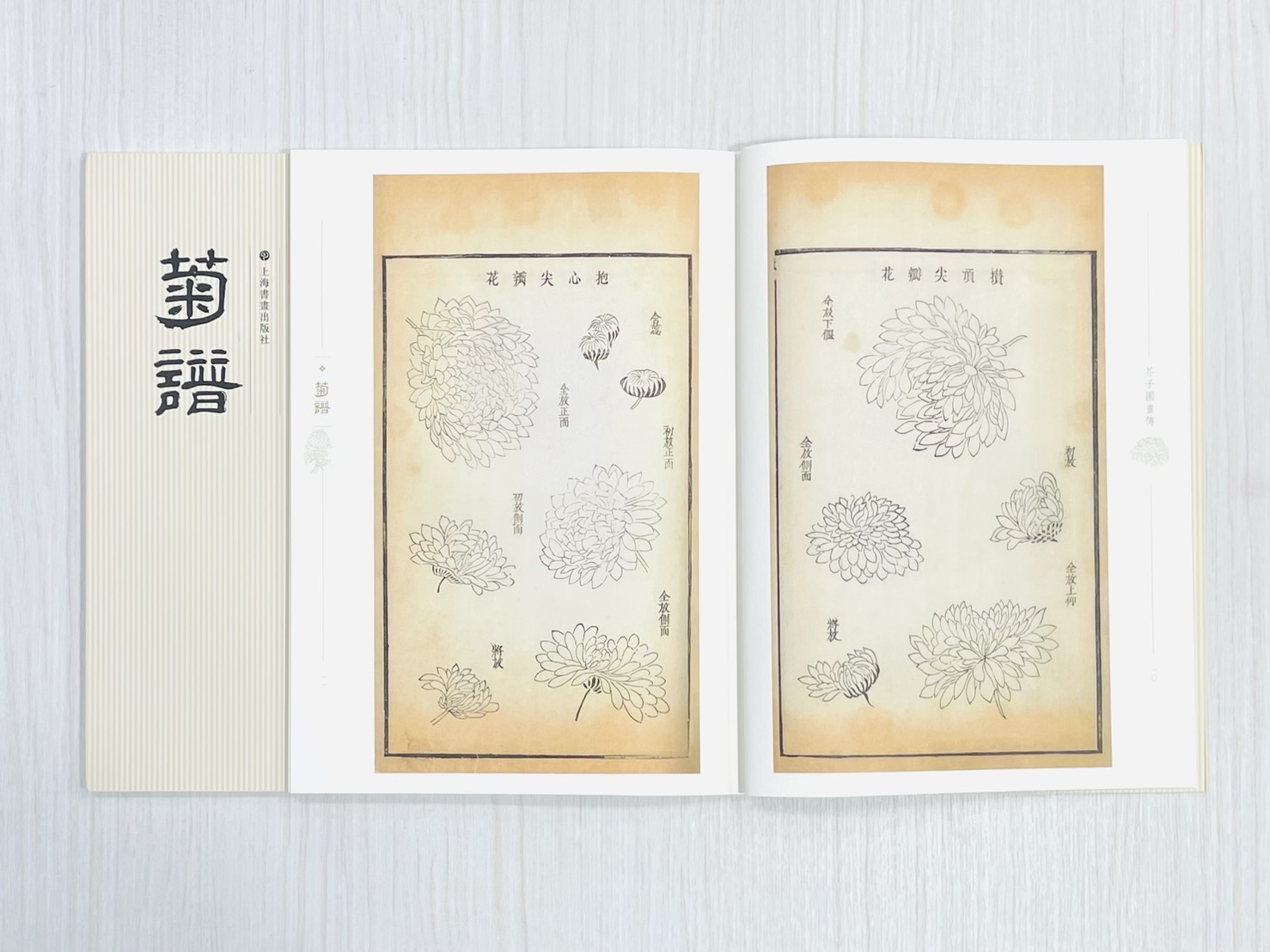 《芥子園畫傳 菊譜》 國家圖書館特藏精品 王㮣 王蓍 王臬 編 上海書畫出版社